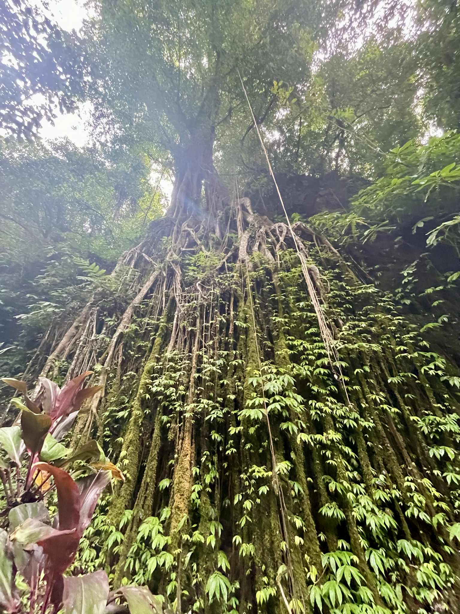 {{brizy_dc_image_alt imageSrc=